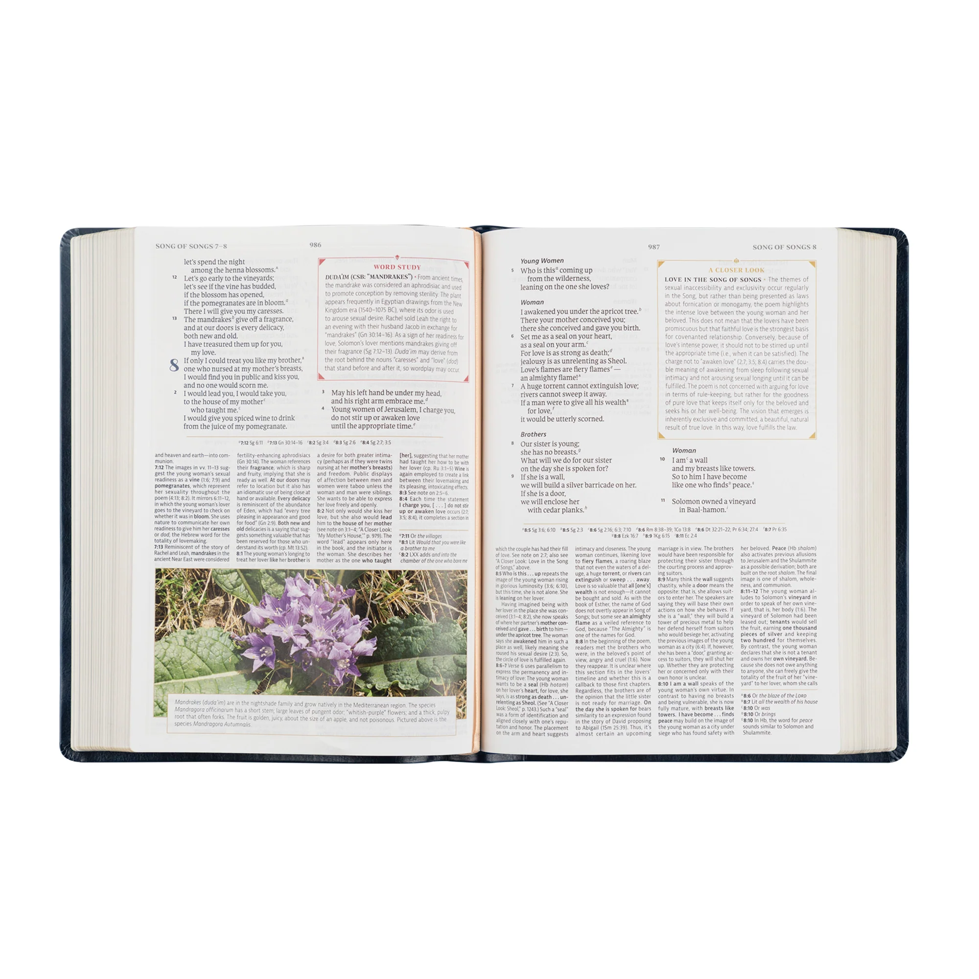 CSB Women's Study Bible: Versailles Theme - Image 9